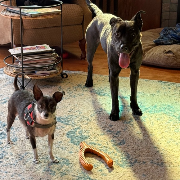 Meet your Posher, Liza - Picture 7 of 16